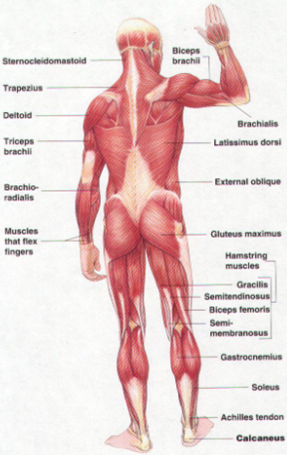 The Bridge: The Essential Glute and Core Stabilization ...